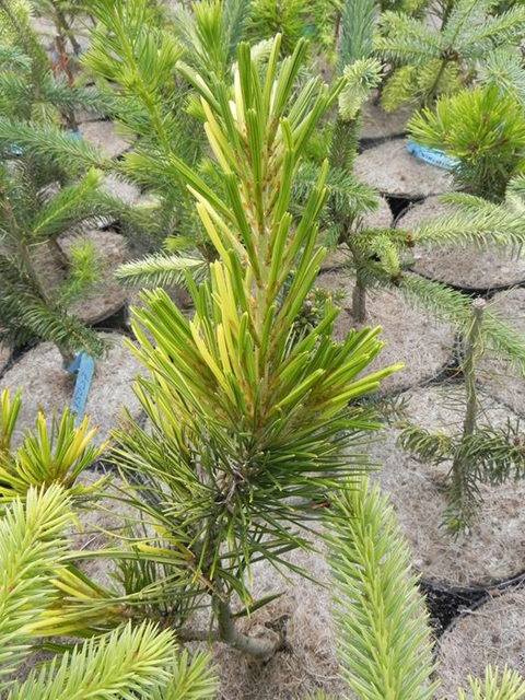 Pinus parviflora 'Shimane'